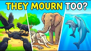 3 Animals That Understand Death Better Than We Thought