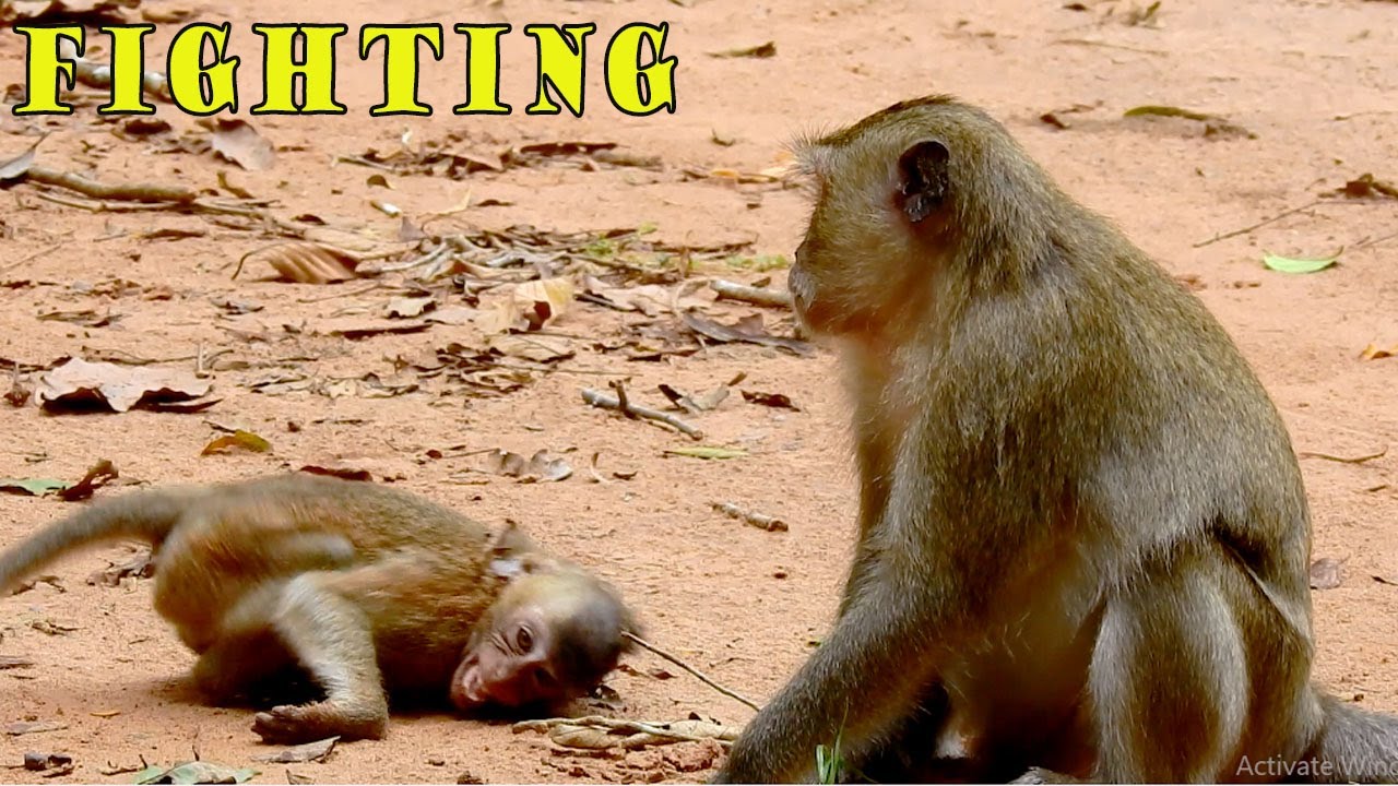 Poor Baby Monkey Very Small Mom Weaning, Mom Blacky Not Well Behavior Today.