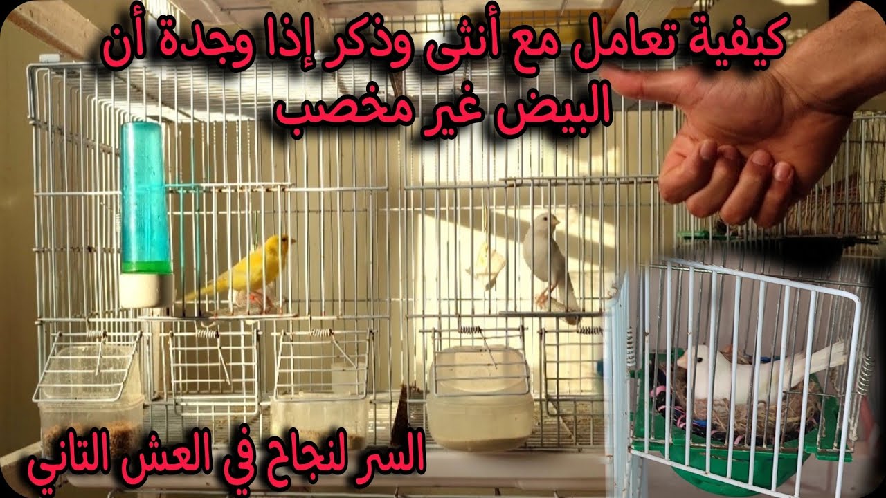 كيفية تعامل مع ذكر وأنثى الكناري إذا وجدت أن البيض غير مخصب🐣؟؟ السر لنجاح في العش القادم !!🔥🦜🐣👌