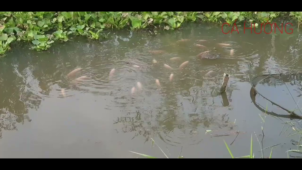 Cá hường nuôi ao
