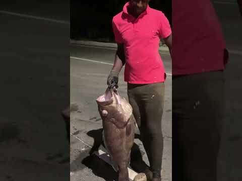 Monster Grouper Caught While Deepline Fishing 🇯🇲