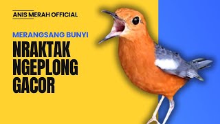 LANGSUNG NYAUT 10000 % ‼️ ANIS MERAH MACET BUNYI JIKA DENGAR SUARA INI PASTI NYAUT LANJUT GACOR | 50
