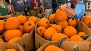 WORLD'S LARGEST PUMPKIN AUCTION!