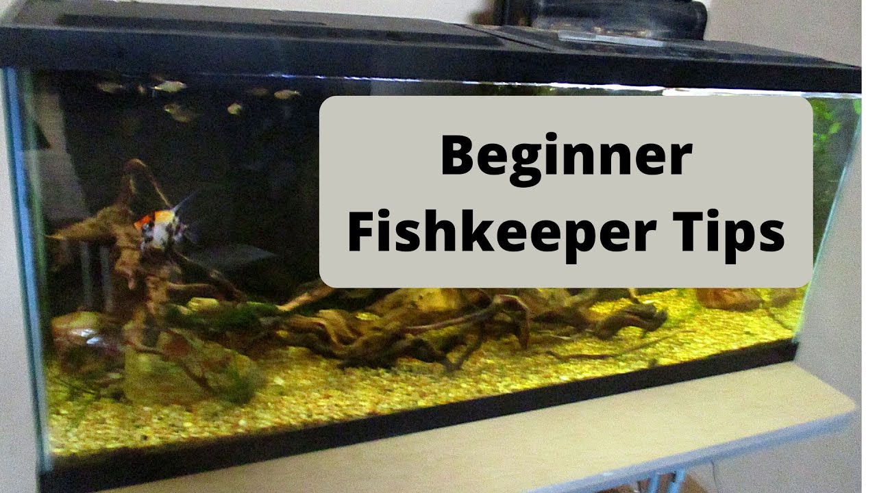 5 Important Tips For Beginner Fishkeepers