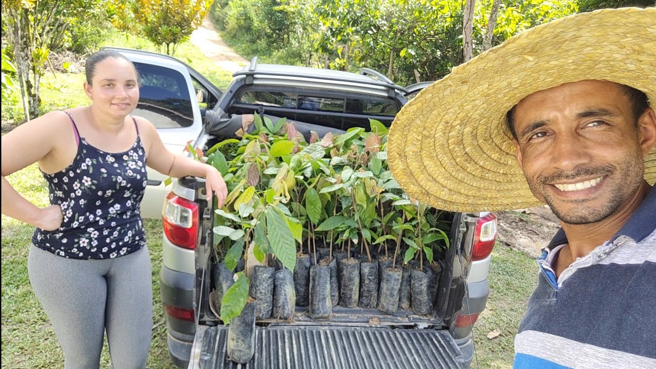 Plantando uma Roça de Cacau do zero (vejo os custos) 