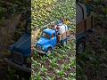 Mini Corn Farming 🌽 | Satisfying Harvest &amp; Emotional Ending ❤️ | Tiny Farm Story #shorts