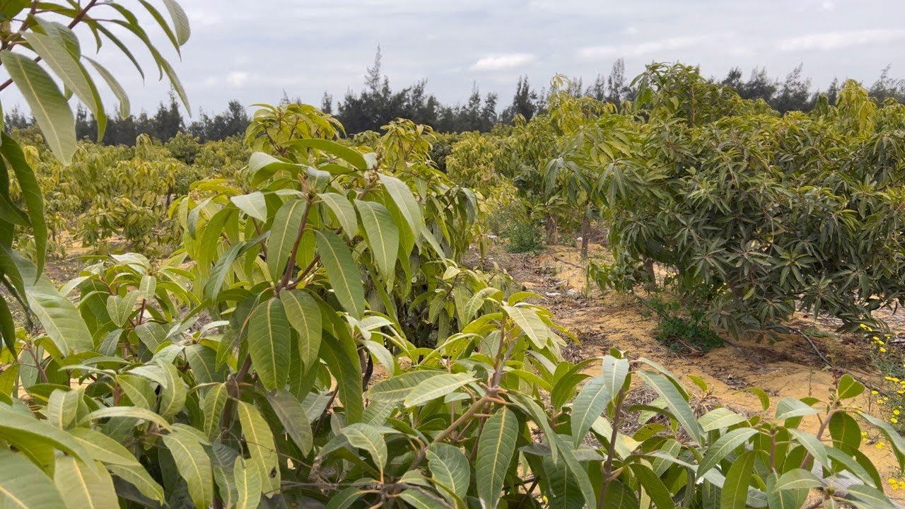 فرصة لليلحقها 40 فدان كلها شجر منتج و عنبر انتاج حيواني و تربة حمراء بسعر ارض فاضية مصر اسكندرية الص