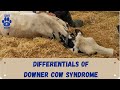 Differential diagnosis in downer cow syndrome