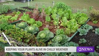 Experts offer tips on protecting your plants from the cold weather