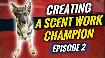 Episode 2 Creating a Scentwork Champion | Building bond