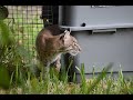 Bobcat Released After Recovering From Vehicle Strike