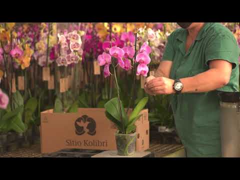 Estágios de Produção da Orquídea - Sítio Kolibri
