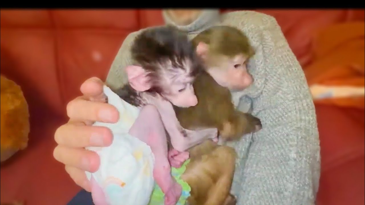 И снова маленькая ПОБЕДА, Люська разрешает Степашка держаться за её спину!