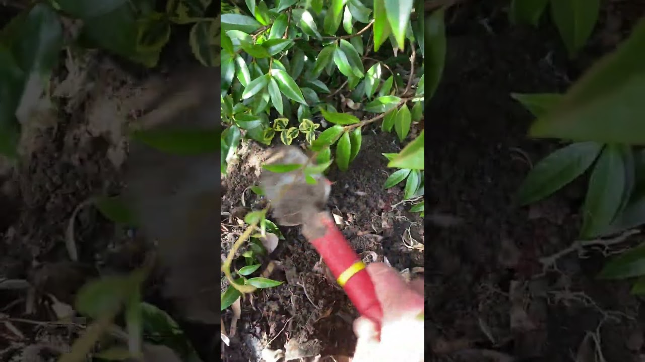 Planting giant allium bulbs 