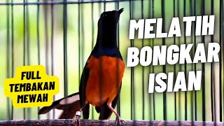 MURAI BATU GACOR FULL ISIAN TEMBAKAN MEWAH SANGAT AMPUH MELATIH MURAI BATU BONGKAR ISIAN