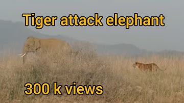Tiger attacks Elephant par tiger ka hamala