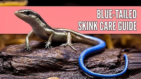 Blau geschwänzten Skink pflegen