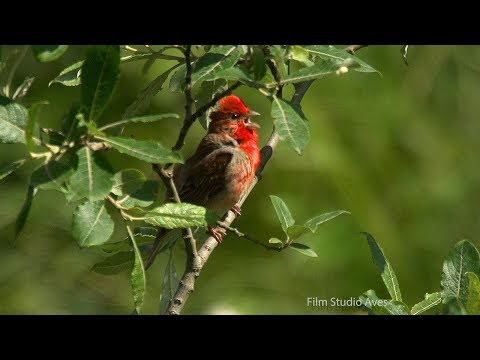 Чечевица обыкновенная. Песня. Кавказ. Шахдаг. | Film Studio Aves