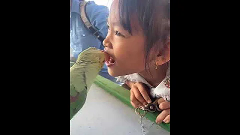 Parrot Helps Girl Pull Her Tooth