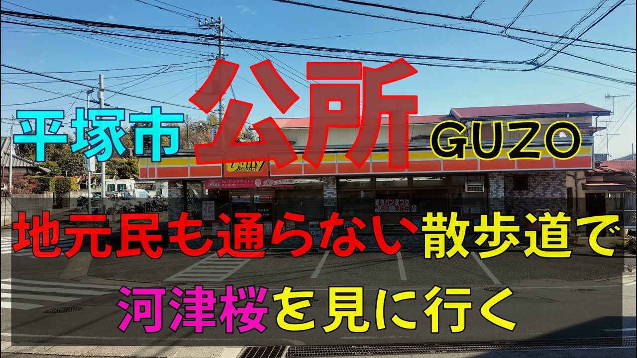 平塚 公所のレアな散歩道で河津桜を見に行く