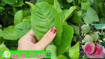 Ổi ruby cây trồng nhanh ra trái