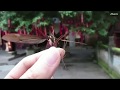 World’s Largest Mosquito Was Found in China and OMFG