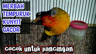 SUARA BURUNG MERBAH TEMPURUK KUNYIT /KUTILANG EMAS