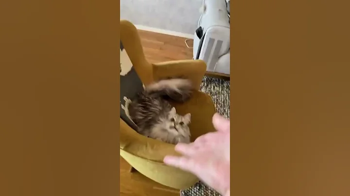 How to teach naughty cats a lesson #shorts #short #catlovers  #catlover