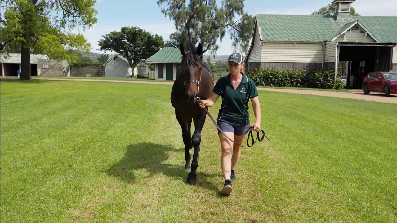 Magic Millions Yearling Sale Lot 237 RIBCHESTER X DONNA DINGLES YouTube