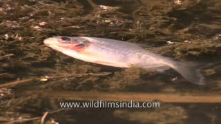 Common Carp dies due to oxygen shortage - DDT poisoning