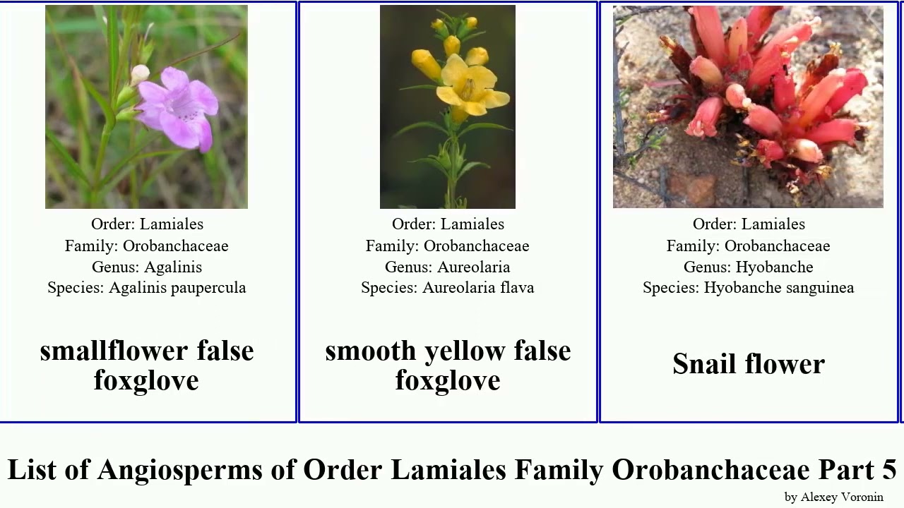 List of Angiosperms of Order Lamiales Family Orobanchaceae Part 5 paintbrush indian foxglove false