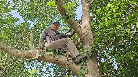 Cưa  cây  dừa  và  cây  mít  siêu  to  .Cưa  cây  kỷ thuật cao