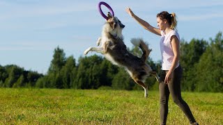 Training a Border Collie: Tips and Tricks