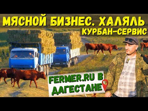 Калмыцкий скот на летних пастбищах. Заготовка сена в горах. Проплывая яма для КРС. Халяльный бизнес