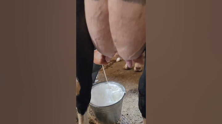 Sut Berishni Yorvoradigan Sigirlar