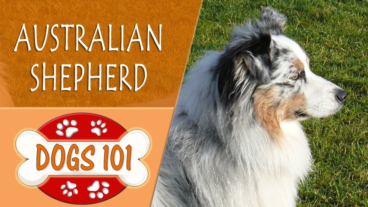 rough collie dogs 101