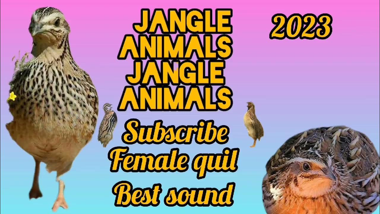 Muqobil biseksuallar Buvim chochqa bilan jinsiy aloqada