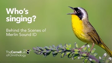 Behind the Scenes of Merlin Sound ID by Alli Smith