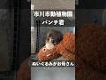 【ぬいぐるみがお母さん】パンチ君 市川市動植物園の赤ちゃんザルが可愛すぎた件 punch Ichikawa city zoo