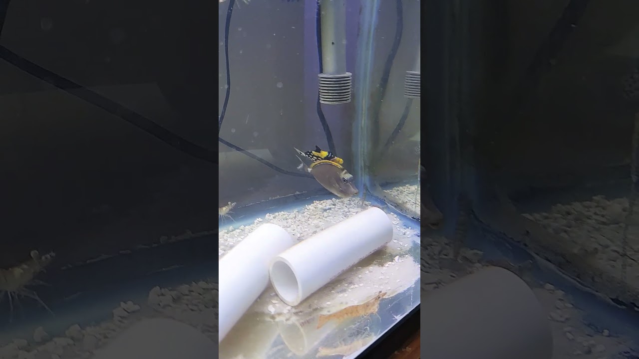 Blonde naso tang and clown trigger not getting along