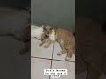 Selalu bersama #music #song #cat #suncats #imut #kucing #kucinglucubandung #kucinglucu #kucinggemoy