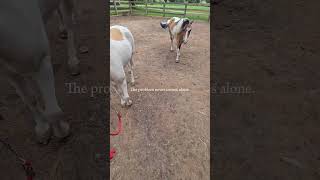 😃 #fypシ゚viral #horse #equestrian #blowup #minihorse #myhorse #cool