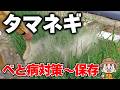 【タマネギ】家庭菜園でべと病・太らない問題を完全攻略!植物生理学が教える腐らない貯蔵の全工程