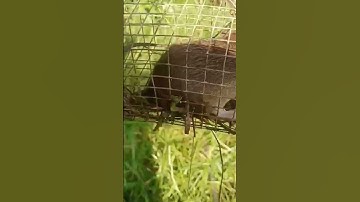 bẩy chuột trên cây dừa/NI NGUYỄN TV