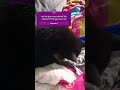 moi j'aime les chiens vous???