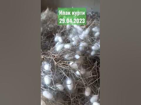 ипак курти 29.04.2023 охиргиси #brawlstar #rek #plant - YouTube
