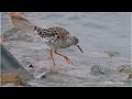 Ruff and the seasonal plumage changes