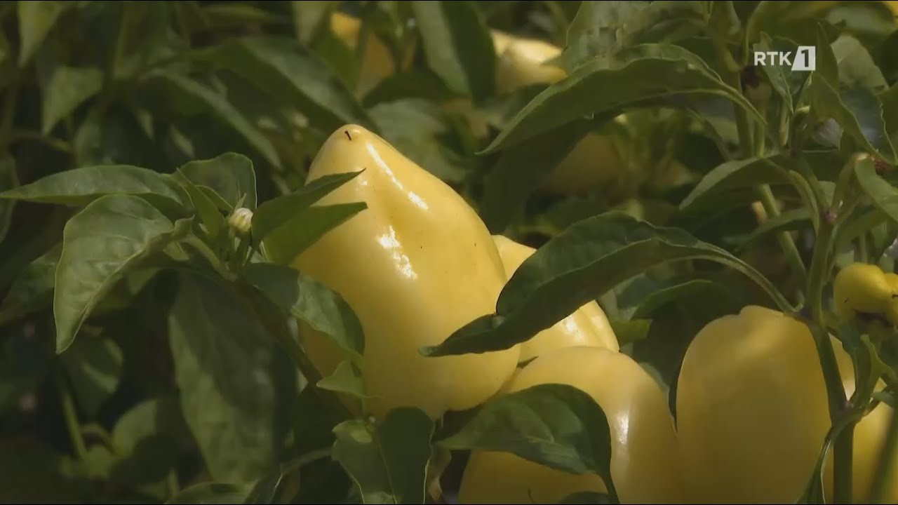 Toka - Somborka me bollëk, çmimi i kënaqshëm  14.08.2024