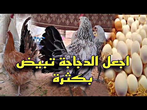 خلطات وطرق تجعل الدجاج يبيض بكثرة ماهي الوجبات تجعل الدجاجة تبيض كل يوم