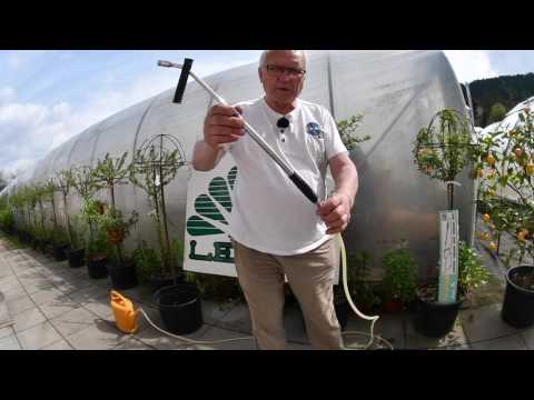 Video: Jak Si Vybrat A Pěstovat Plodné A Chutné Odrůdy Angreštu. Část 1